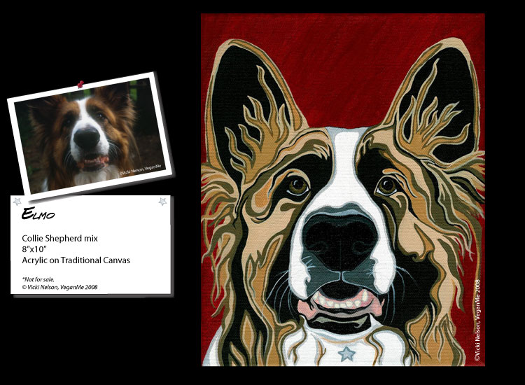 Elmo the Collie Shepherd mix dog portrait