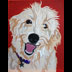 Kuwela the Golden-doodle dog portrait