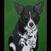 Raichle the Border Collie Portrait