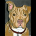 Nikko the Pit Bull Portrait