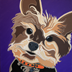 Oliver the Yorkshire Terrier Dog Portrait