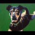 Orla the Coon Hound, Australian Shepherd, and Rottweiler Mix Dog Portrait