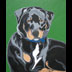 Raven the Rottwieler portrait